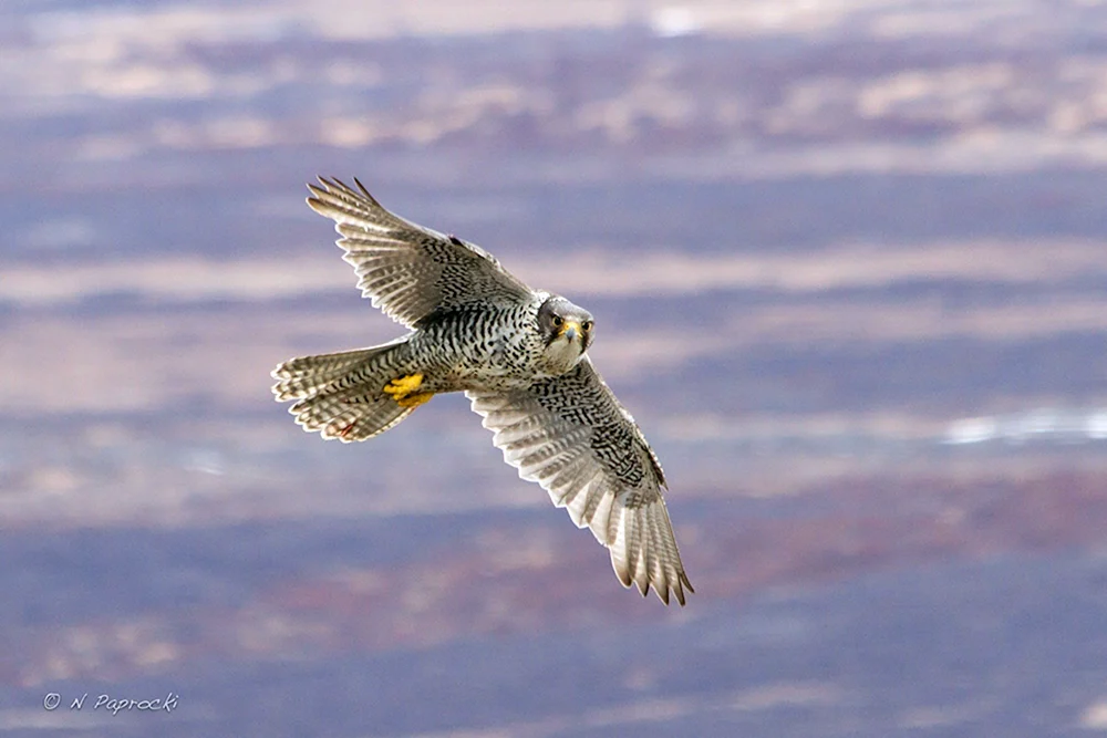 Weißer Falke Gyrfalke
