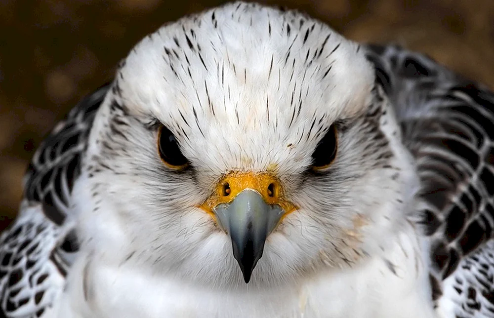 Kamtschatka FalkeGyrfalkeGyrfalke