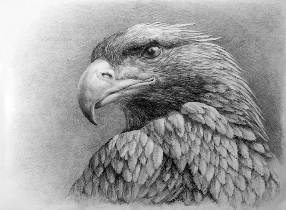 Adler Zeichnung