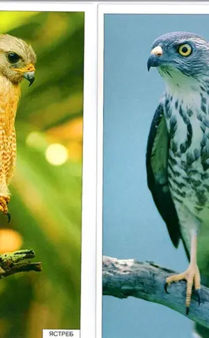 Korshunfalke Korshunfalke Korshunfalke Korshunfalke Korshunfalke Korshunfalke Korshunfalke Korshunfalke Korshunfalke Korshunfalke Korshunfalke Bussard Adler Korshunfalke Korshunfalke Korshunfalke Korshun