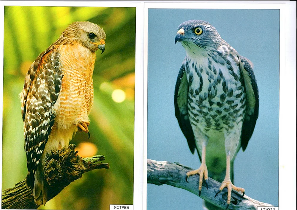 Korshunfalke Korshunfalke Korshunfalke Korshunfalke Korshunfalke Korshunfalke Korshunfalke Korshunfalke Korshunfalke Korshunfalke Korshunfalke Bussard Adler Korshunfalke Korshunfalke Korshunfalke Korshun