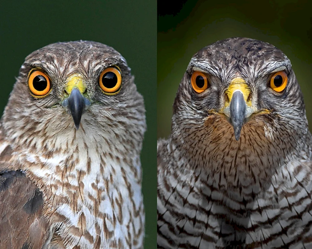 Adler Falke Korshun Berkut