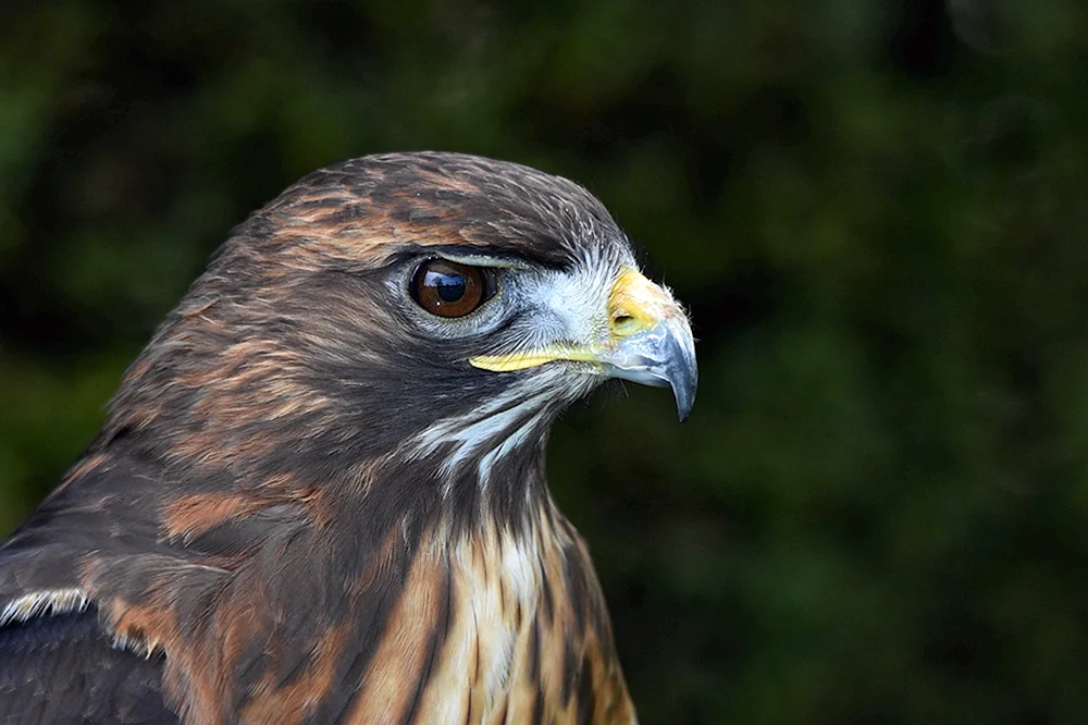 Habicht Raufußhuhn Raufußgeier Kot