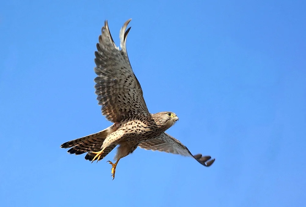 Falkenfalke