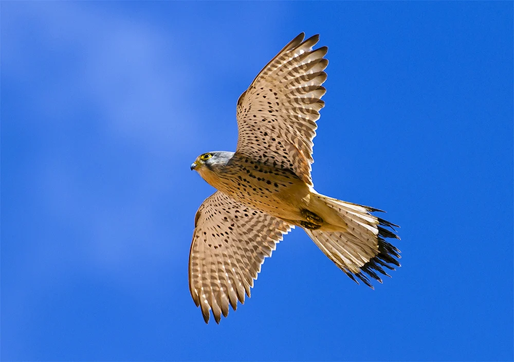 Falkenfalke Turmfalke