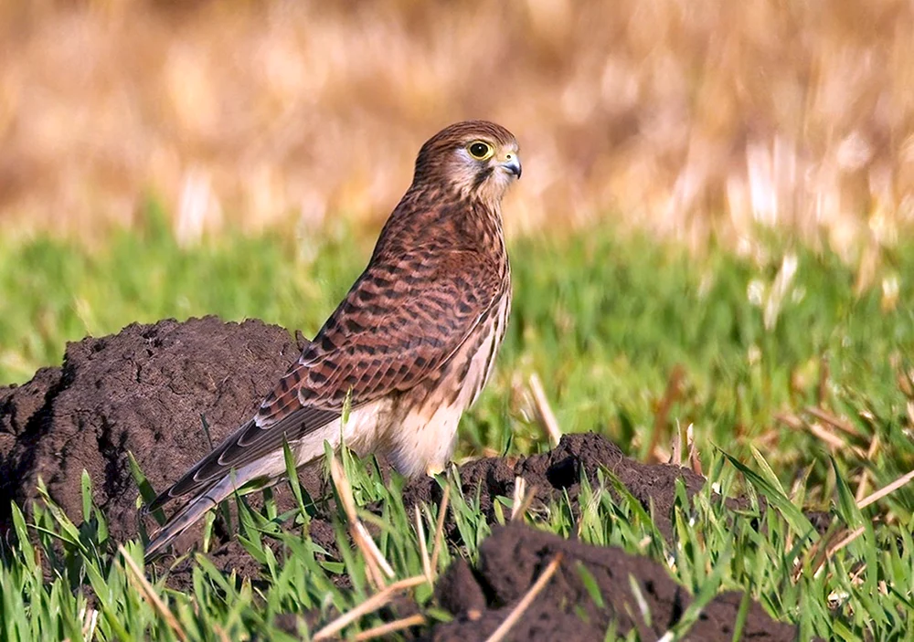 Wiesenfalke