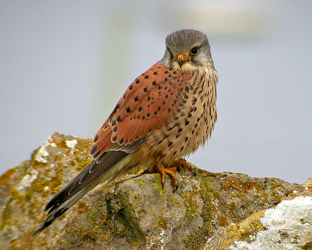 Falkenfalke