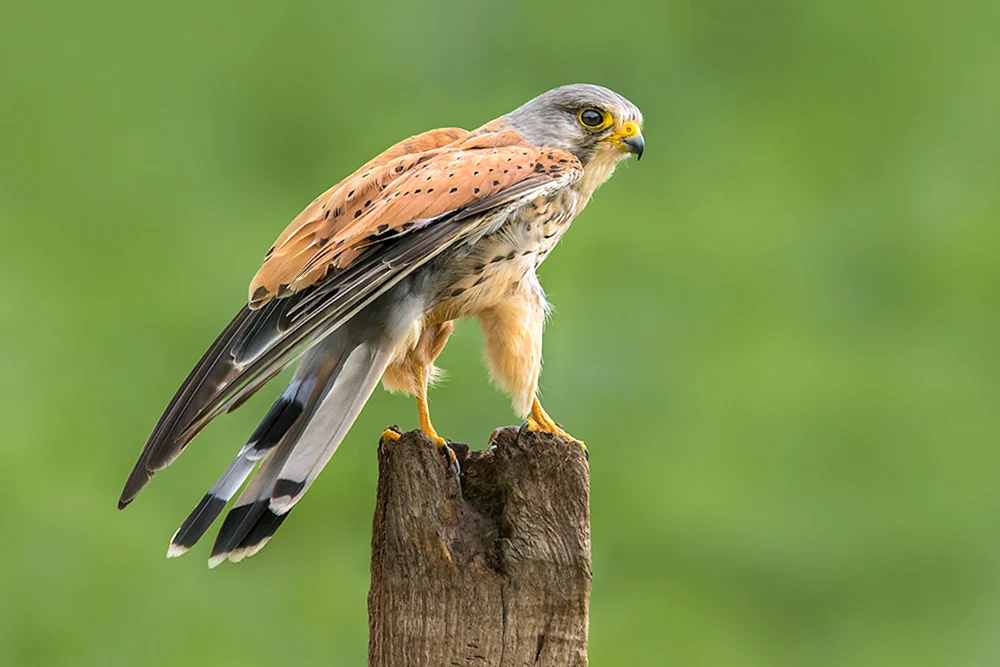 Amerikanischer Sperlingsfalke