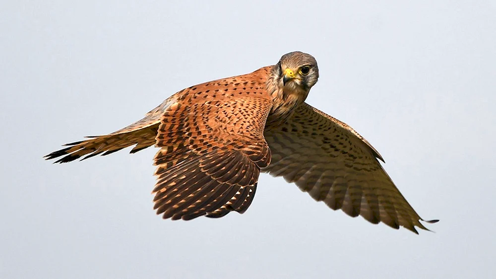 Amerikanischer Turmfalke