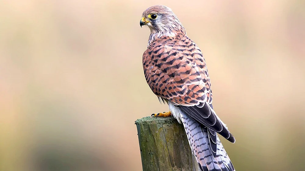 Falkenfalke Rötelfalke