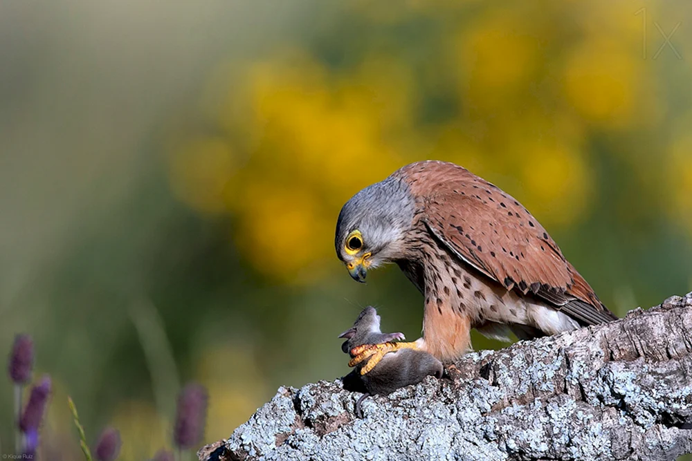 Amerikanischer Sperling Turmfalke