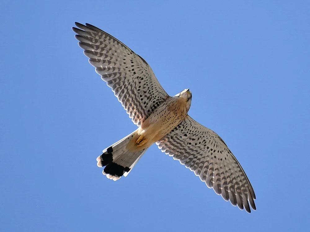 Falkenfalke Steppe