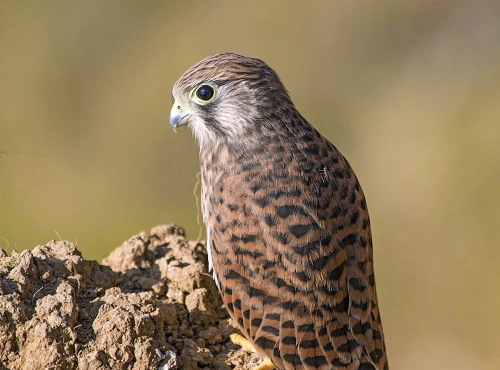 Falkenfalke