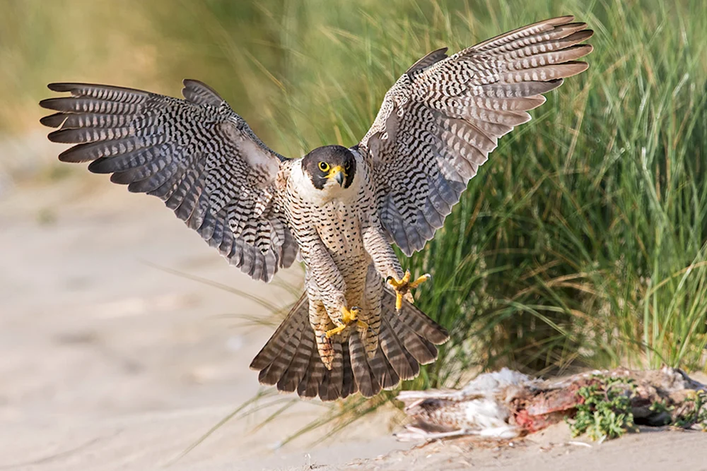 Sokol Wanderfalkenvogel