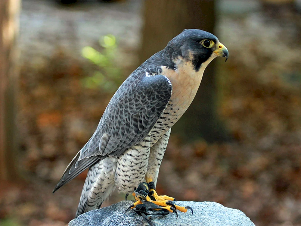 Hawk Sarych