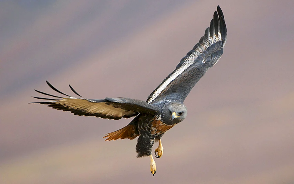 Falke Wanderfalke Habicht Koshun