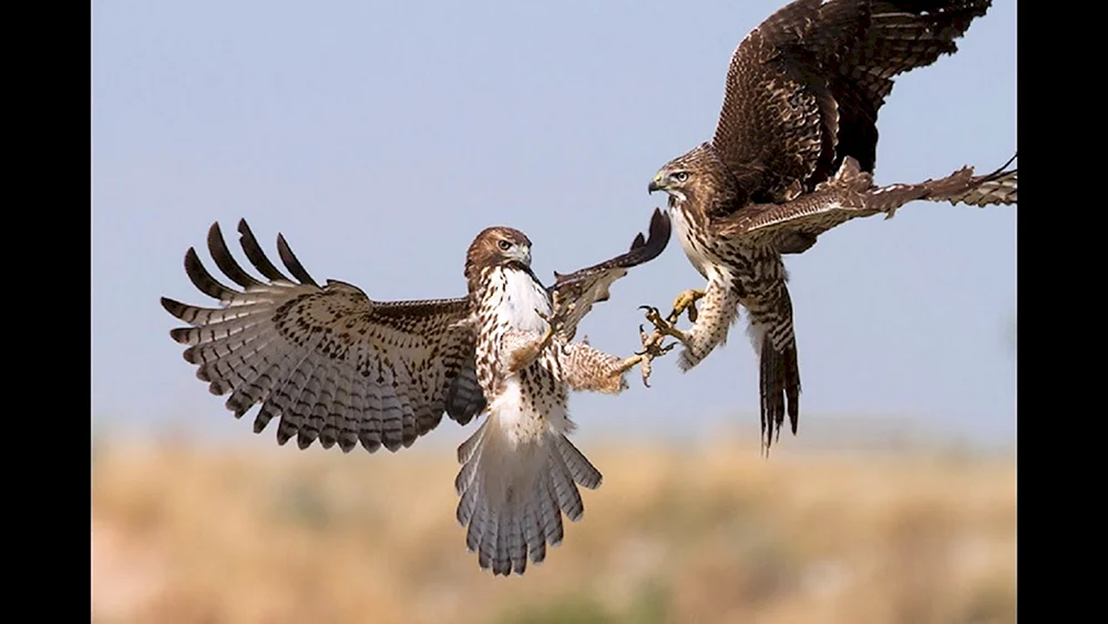 Falke Wanderfalke Korshun Habicht Korshun Habicht
