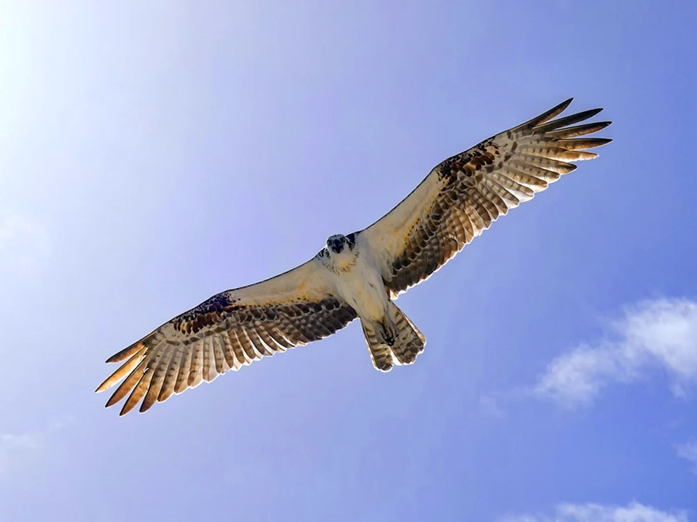 Wanderfalke Wanderfalke Falke Korshun Adler Steinadler Falken Falken Wanderfalke Wanderfalke Wanderfalke Wanderfalke Wanderfalke Wanderfalke Wanderfalke Wanderfalke Wanderfalke Falke Korshun Falke Falco Falco Falco Falco Wanderfalke Wanderfalke Wanderfalke Wanderfalke Wanderfalke Wanderfalke Wanderfalke Wanderfalke Wanderfalke Wanderfalke Wanderfalke Wanderfalke Wanderfalke Wanderfalke Wanderfalke Wanderfalke Wanderfalke Wanderfalke Wanderfalke Wanderfalke Wanderfalke Wanderfalke Wanderfalke Wanderfalke Wanderfalke Wanderfalke im Flug