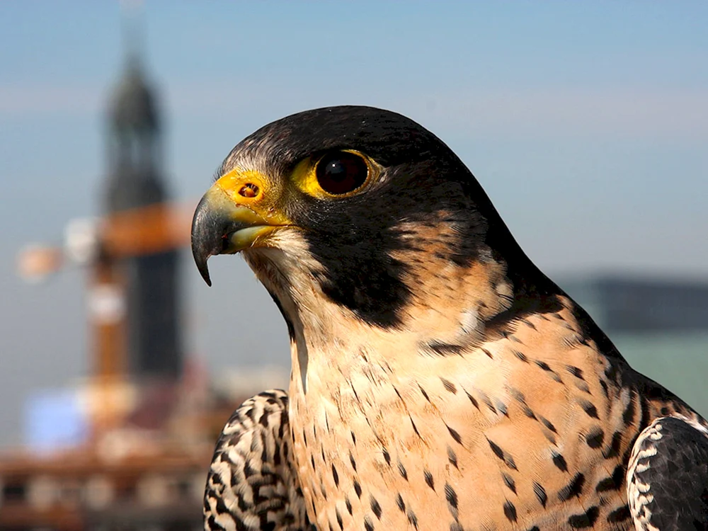 Wanderfalke Falco peregrinus