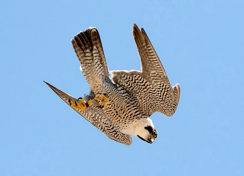 Wanderfalke im Flug