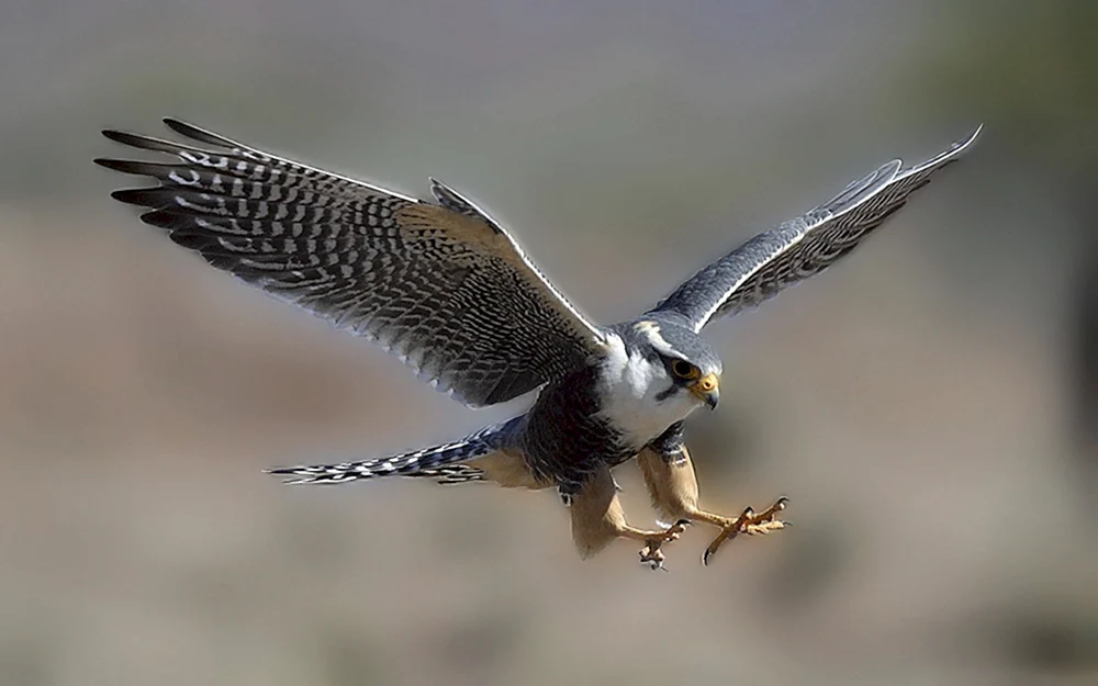 Falke. Wanderfalke in der Tundra