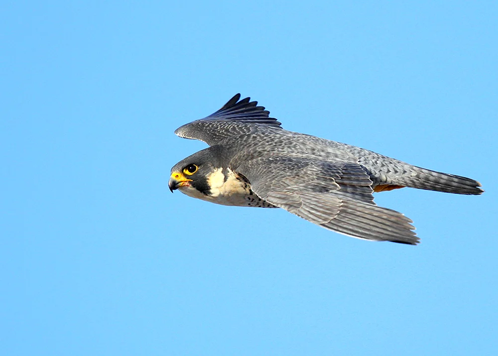 Sokol Wanderfalke in der Tundra