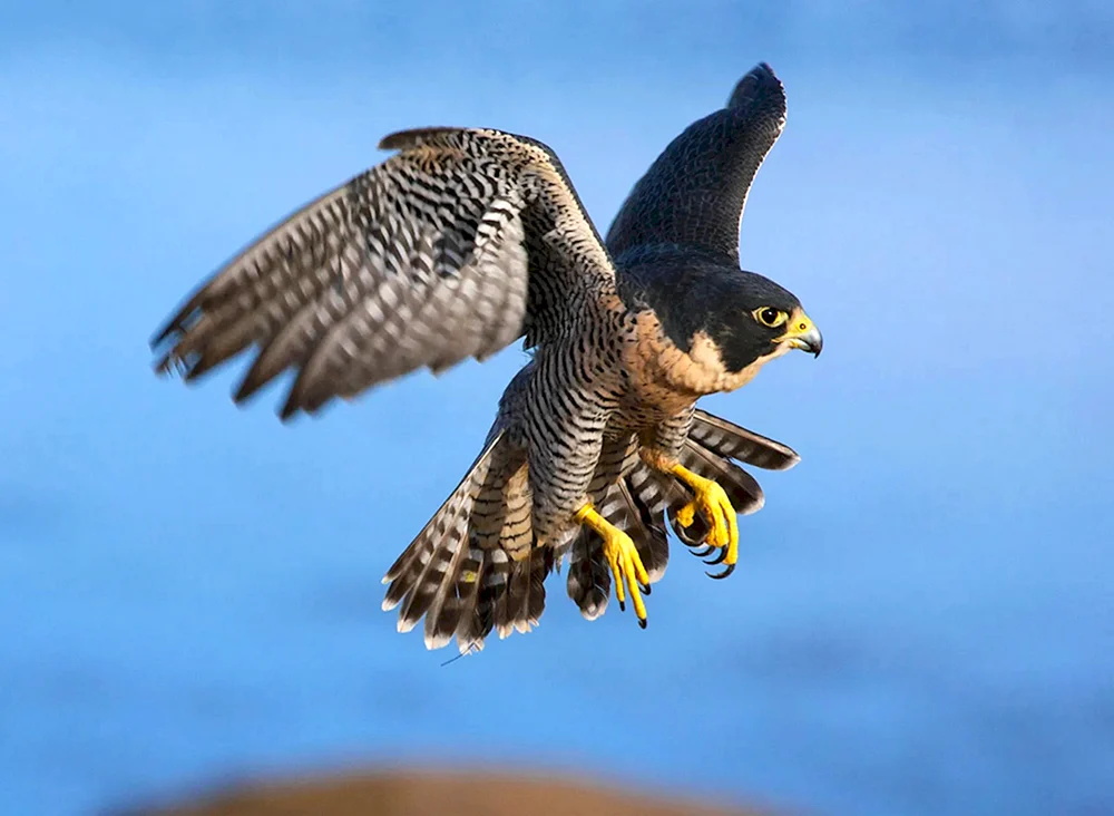 Sokol Wanderfalke im Flug