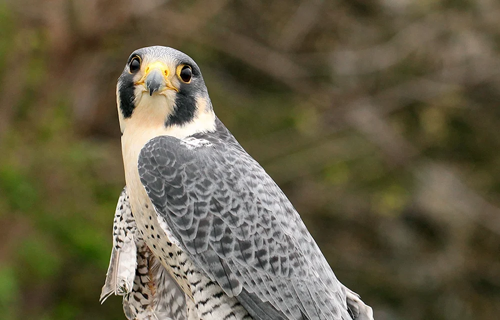 Wanderfalco peregrinus