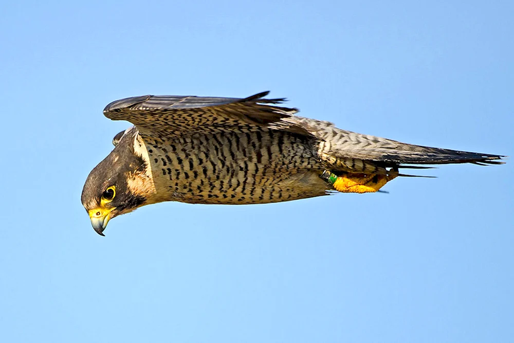 Wanderfalco peregrinus