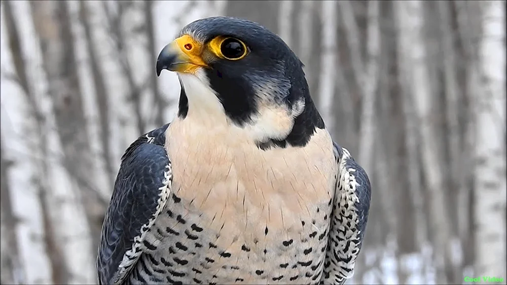 Wanderfalco peregrinus