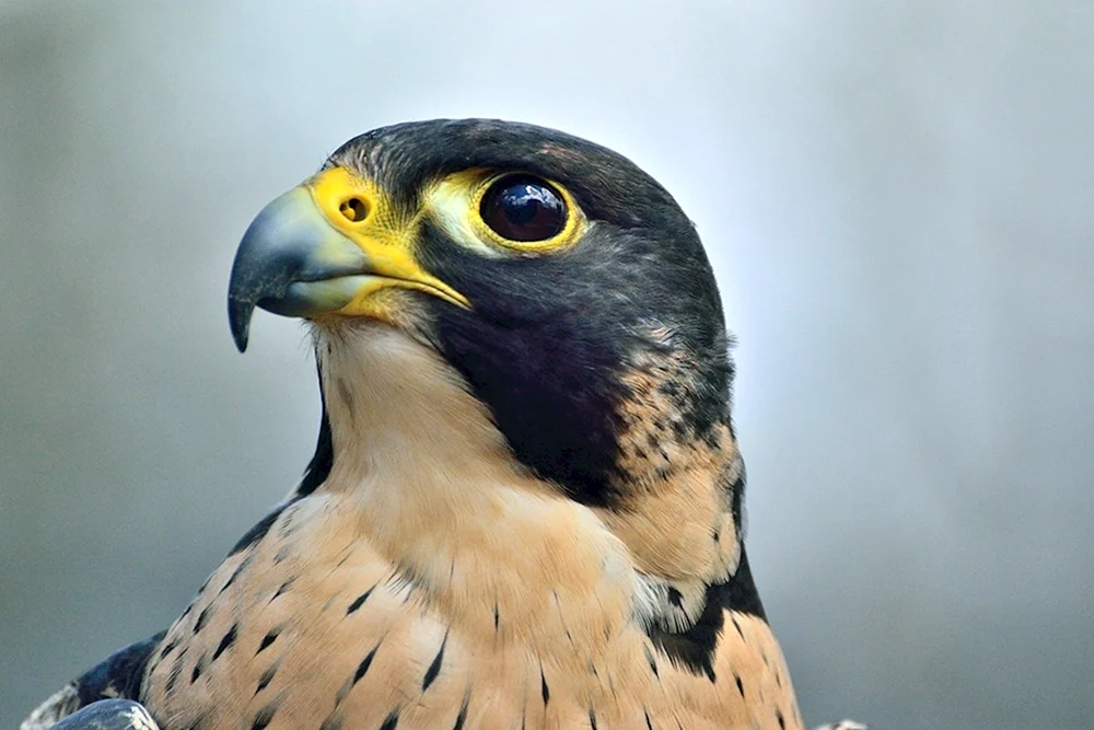 Wanderfalke peregrinus