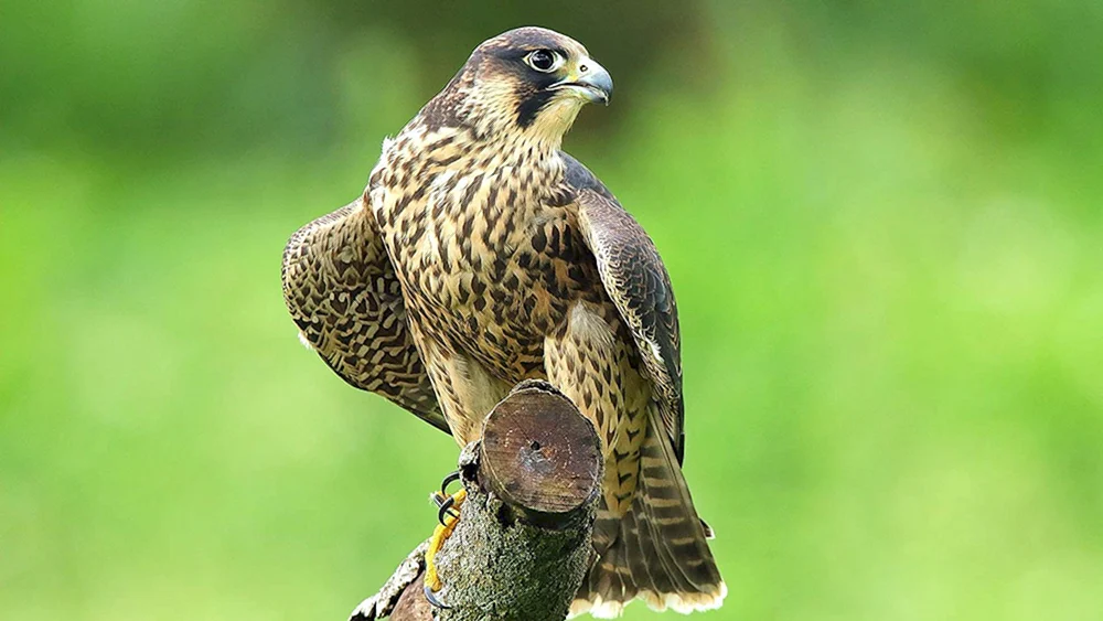 Wanderfalke peregrinus