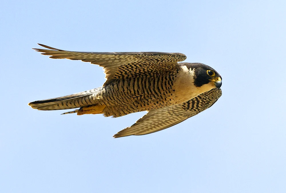 Sokol Wanderfalke in der Tundra