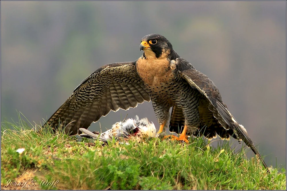 Wanderfalke Vogel