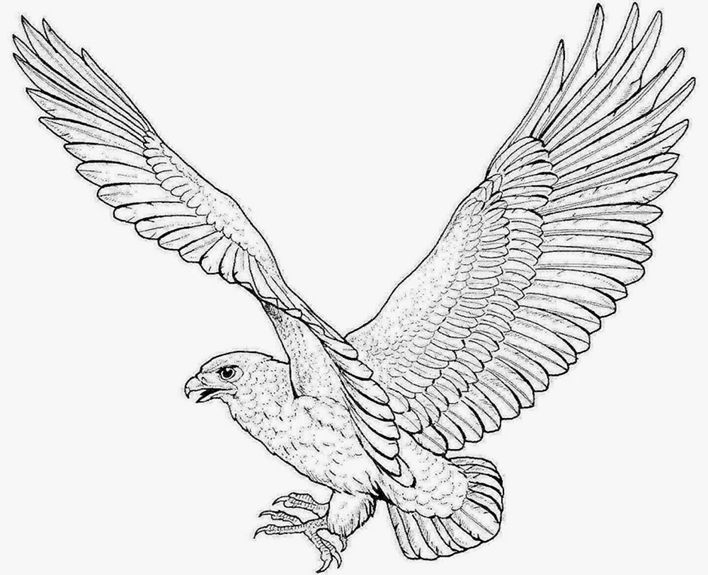 Vögel ausmalen