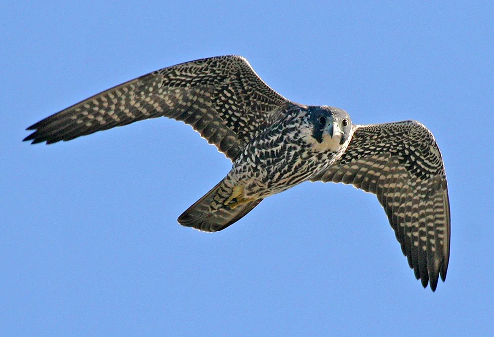 Wanderfalke Vogel