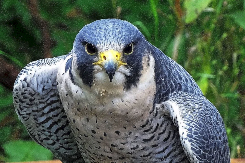 Wanderfalke Falco peregrinus