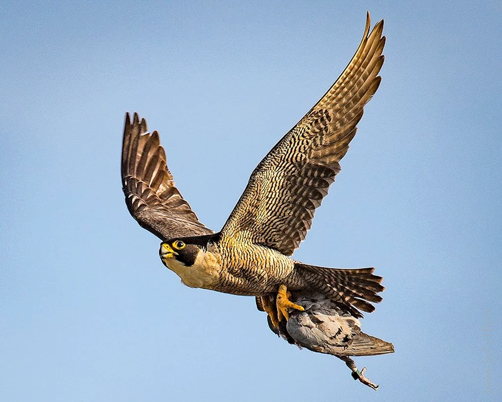 Sokol Wanderfalke in der Tundra