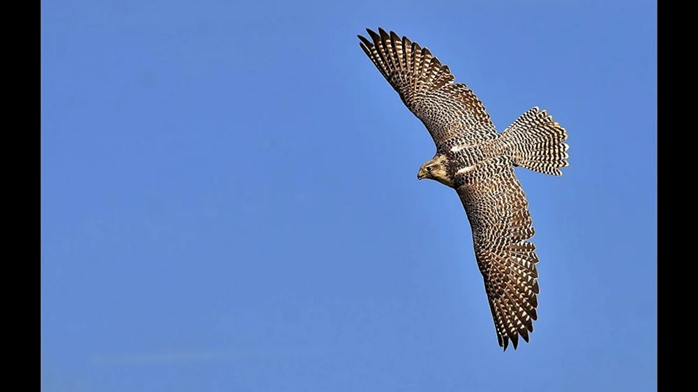 Wanderfalke Sturzflug
