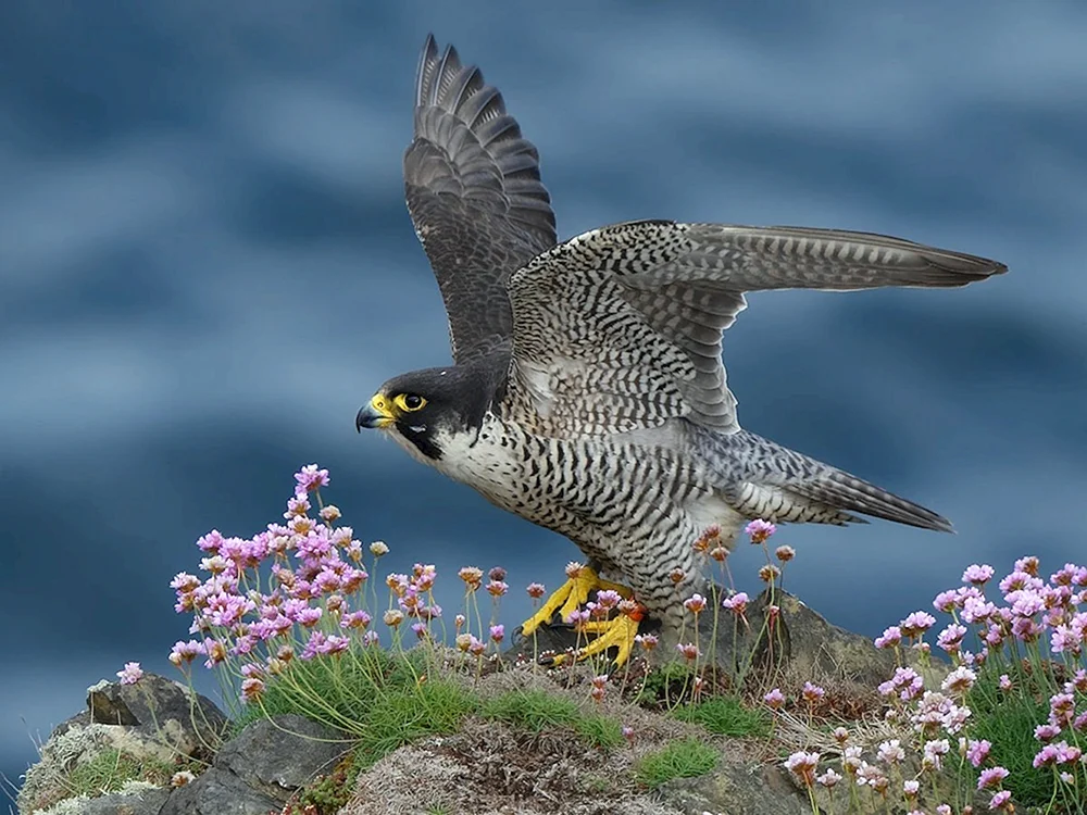 Sokol Wanderfalke im Flug