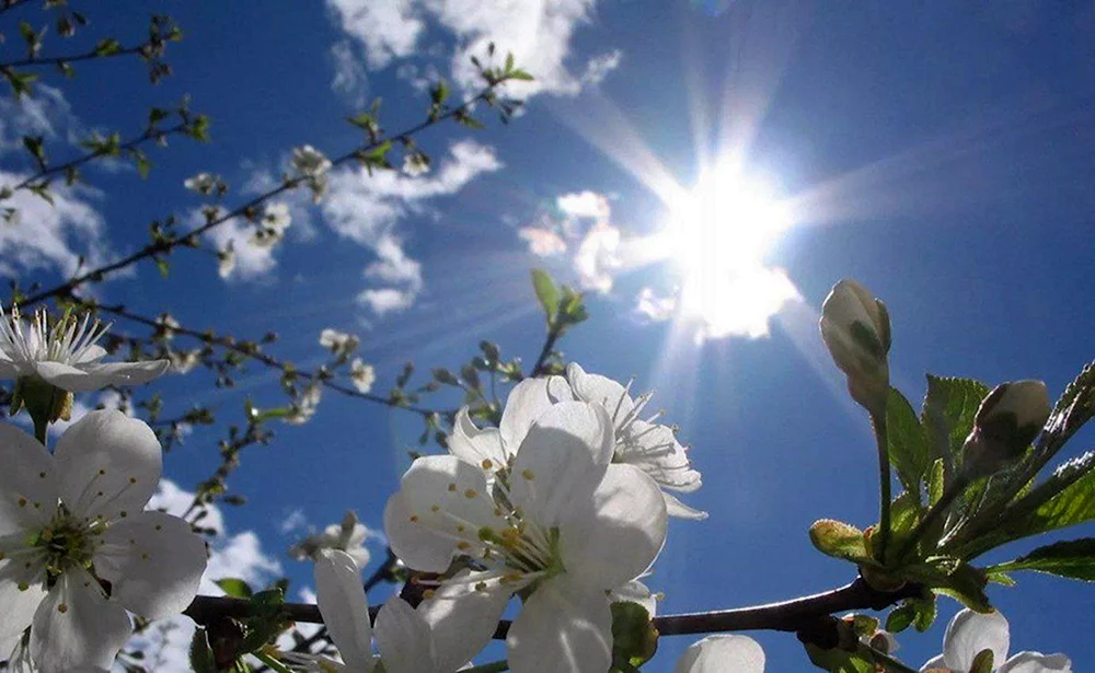 Sonnige Frühlingssonne