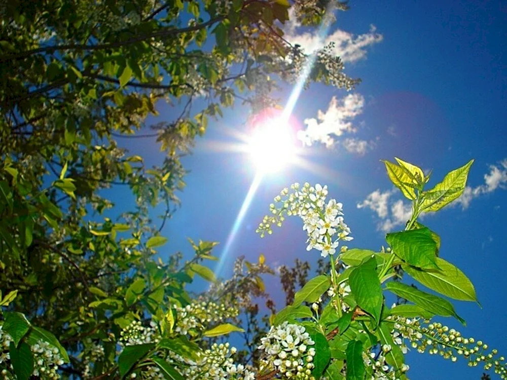 Sonnige Frühlingssonne