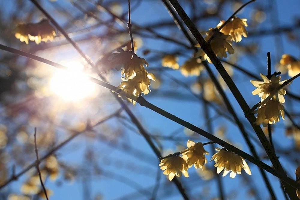 Frühlingssonne