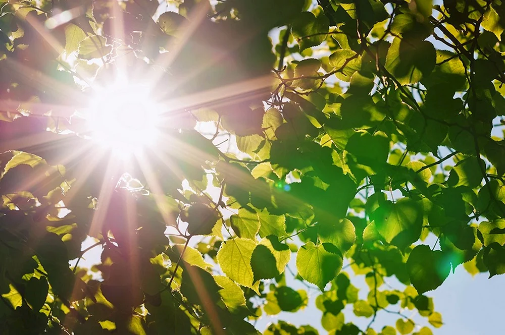 Frühlingssonne Sonne