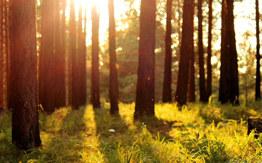 Sonniger Tag im Wald