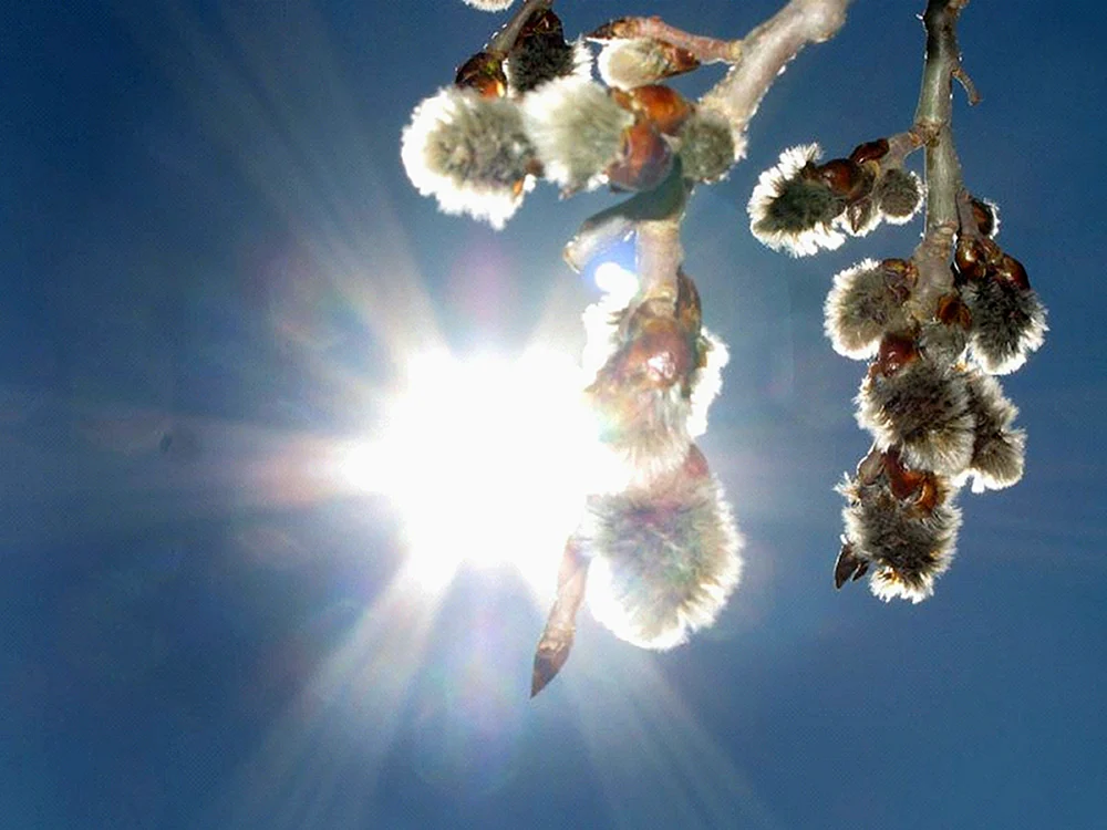 Sonnige Frühlingssonne