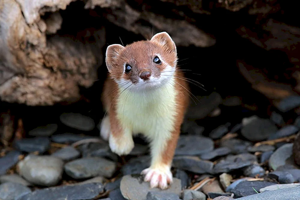 Mustela nivalis
