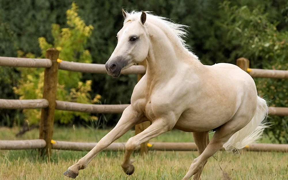 Salzfarbener Mustang