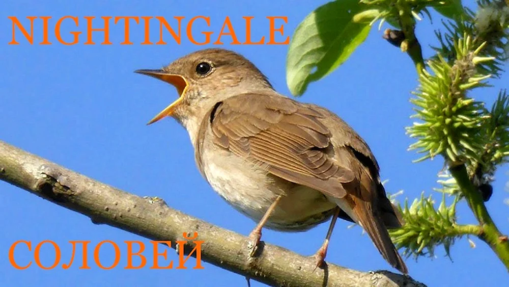 Laubsänger im Garten