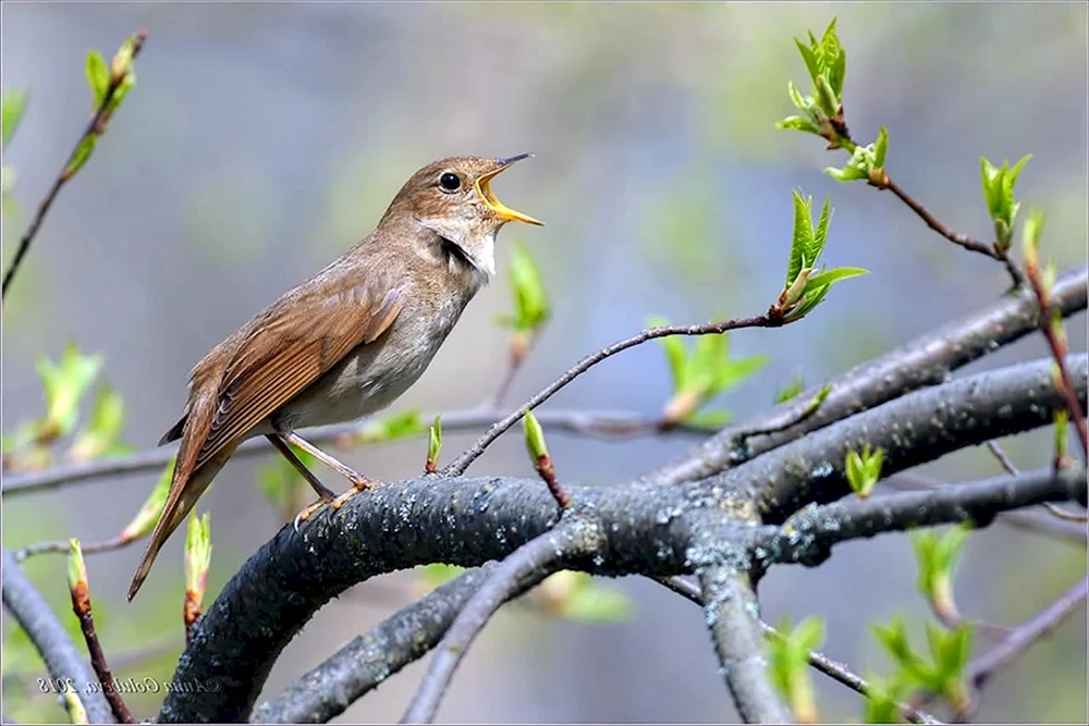 Laubsänger Singvogel